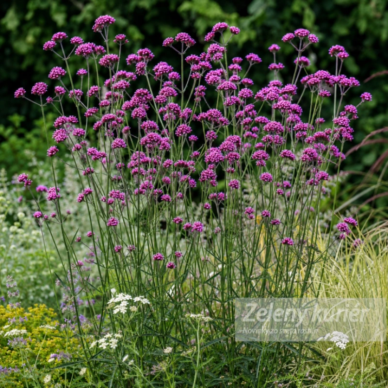 Verbena bonariensis, 1L, 120cm 1