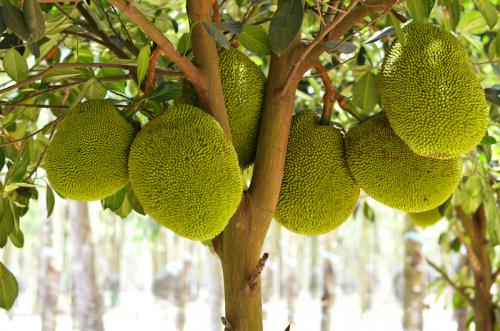 Chlebovník Jackfruit, [K-④]