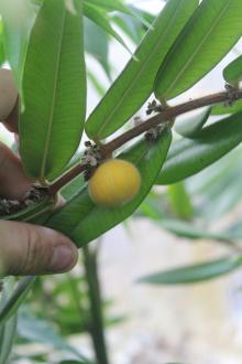 Myrciaria glazioviana - Cabeludinha (Žltá jaboticaba)
