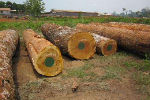 Iroko