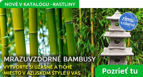Vytvorte si úžasné a tiché miesto v ázijskom štýle pomocou mrazuvzdorných bambusov.
